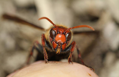 黑腹虎頭蜂趨腐果